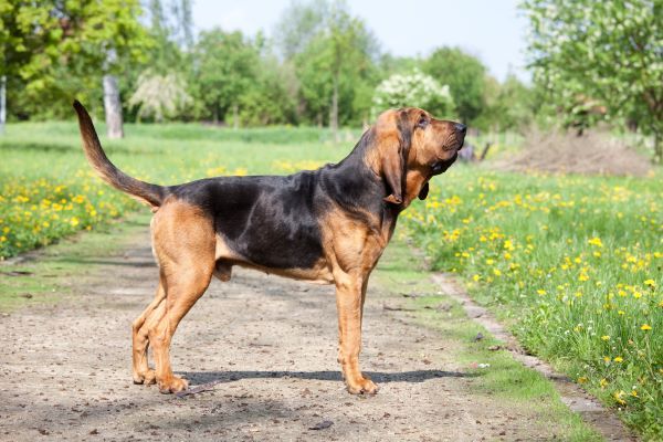 Dog breeds, Bloodhound dog breed Bow Wow Meow Pet Insurance