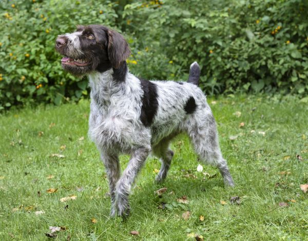 German Wirehaired Pointer Dog breed Bow Wow Meow Pet Insurance