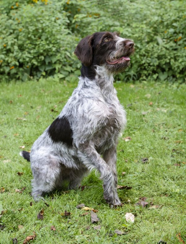 German Wirehaired Pointer Dog breed Bow Wow Meow Pet Insurance