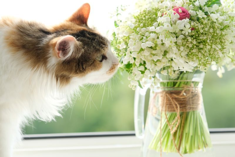 Adult tricolor domestic cat sitting on windowsill sniffing a bouquet of spring flowers in vase