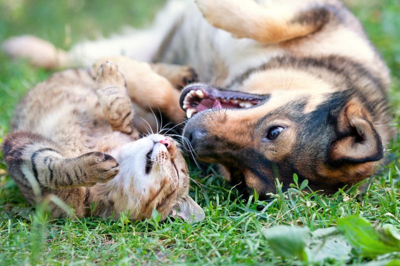 Dog and cat playing together on grass in spring