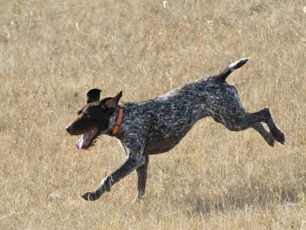 German Wirehaired Pointer Dog breed Bow Wow Meow Pet Insurance