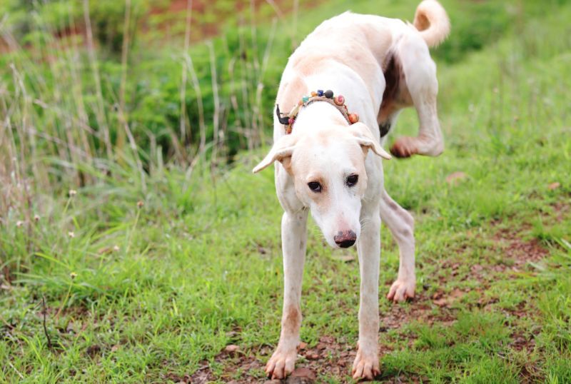 A White Dog Is Scratching It's Fur with its back left claw outside on the grass