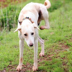 A White Dog Is Scratching It's Fur with its back left claw outside on the grass