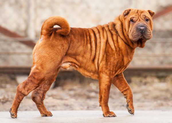 Shar pei dog with folded skin walking on the street