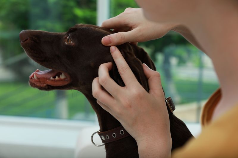 Woman examining her dog's skin for ticks at home