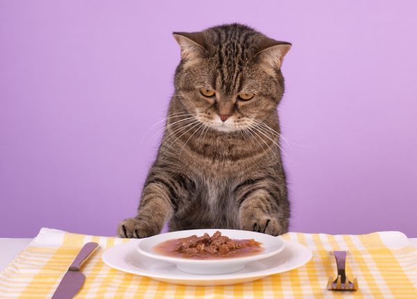 Cat eating at table best sale