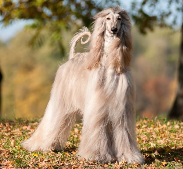 Afghan Hound dog breed Bow Wow Meow Pet Insurance