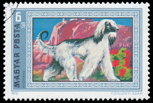 A stamp printed in Hungary shows image of an Afghan Hound, circa 1972