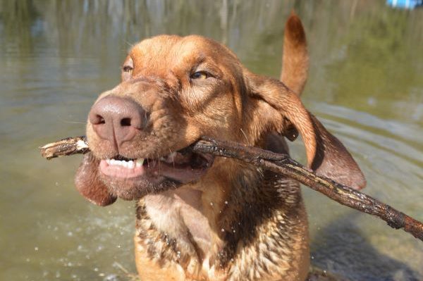 Bloodhound emerges from the river with a stick in its mouth