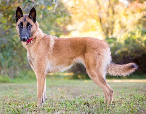 Belgian Malinois dog breed Bow Wow Meow Pet Insurance