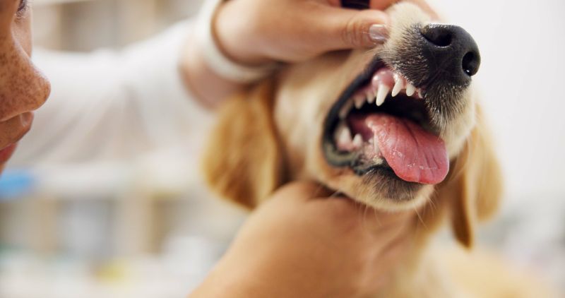 Vet doctor with dog in clinic for dental examination, checking the dog's teeth for signs of dental disease