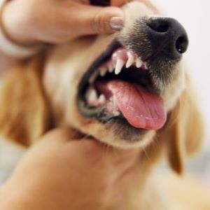 Pet care, pet insurance that covers dental Bow Wow Meow Pet Insurance