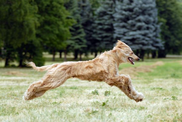 Afghan Hound dog breed Bow Wow Meow Pet Insurance