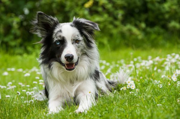 Border collie dog with merle gene evident in different colour eyes