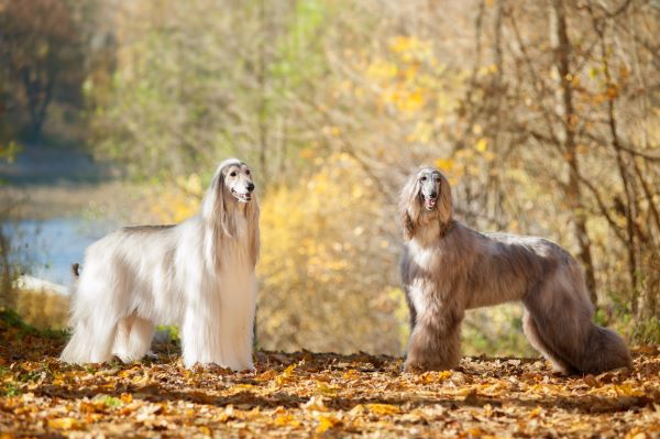 Afghan Hound dog breed Bow Wow Meow Pet Insurance