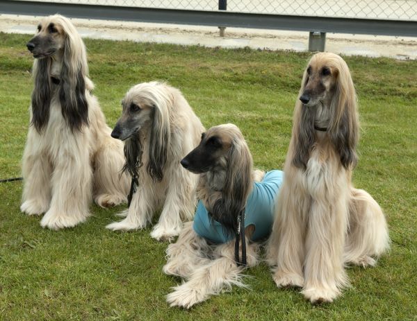 Afghan Hound dog breed Bow Wow Meow Pet Insurance