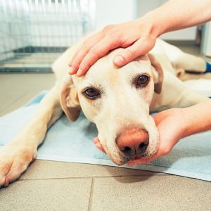 Dog care, cancer in dogs Bow Wow Meow Pet Insurance