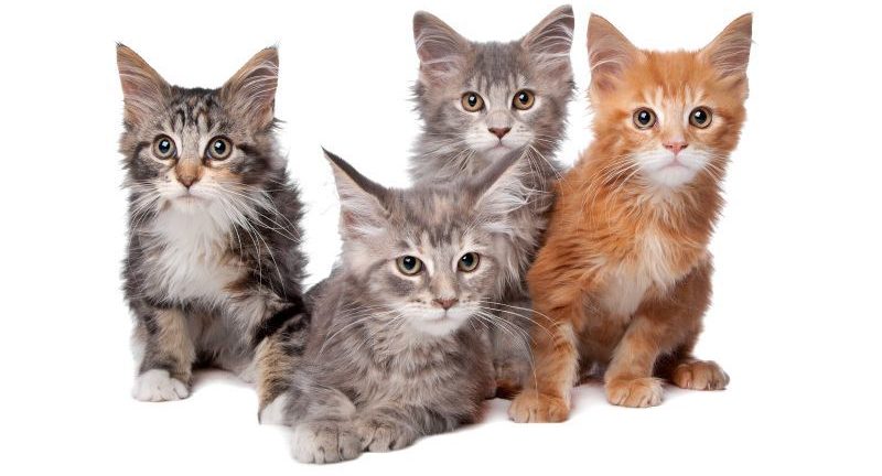 Four main coon kittens in a row isolated on a white background