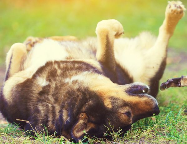 Dog lying on its back on the grass in the sun 