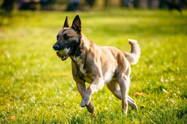 Belgian Malinois Shepherd runs across the grass