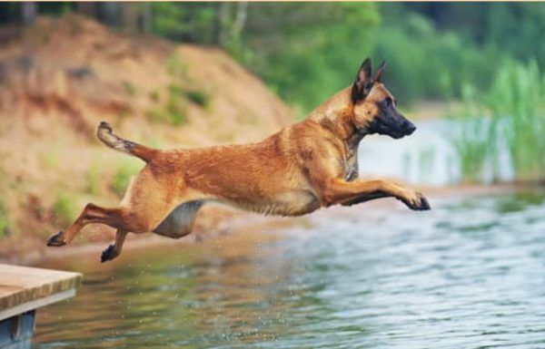 Belgian Malinois Shepherd leaps into the water