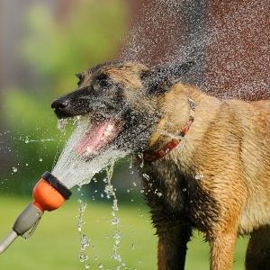 Malinois dog being cooled with hose on a hot summer day