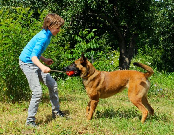 Belgian Malinois dog breed Bow Wow Meow Pet Insurance