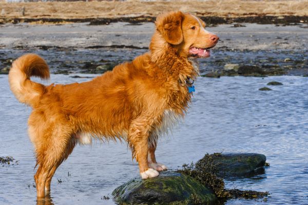 Nova Scotia Duck Tolling Retriever dog breed Bow Wow Meow Pet Insurance