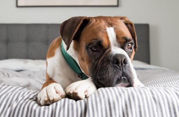 Boxer Dog breed Bow Wow Meow Pet Insurance