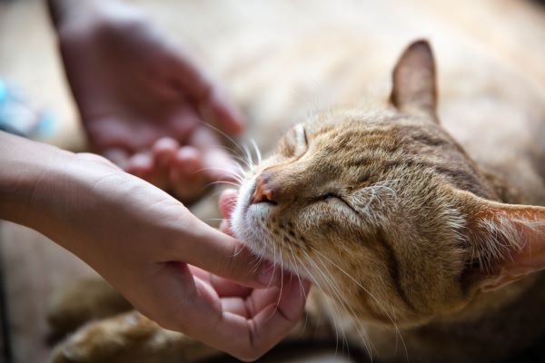 Cat behaviour, Why does my cat follow me everywhere Bow Wow Meow Pet Insurance