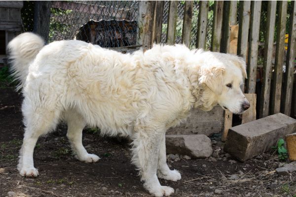 Maremma dog breed Bow Wow Meow Pet Insurance