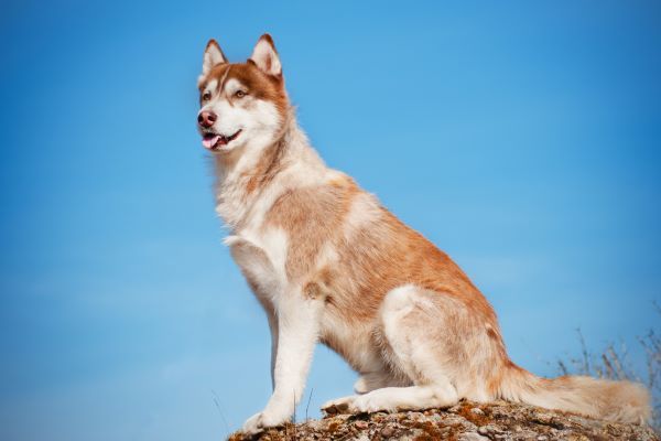 Siberian Husky dog breed Bow Wow Meow Pet Insurance