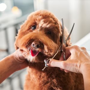 Professional groomer cuts a labradoodle's fur with scissors and clipper