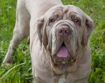 Neapolitan Mastiff dog breed Bow Wow Meow Pet Insurance