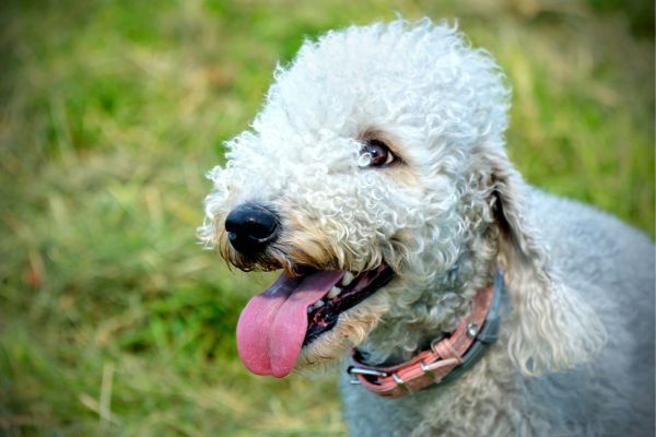 Bedlington Terrier dog breed Bow Wow Meow Pet Insurance