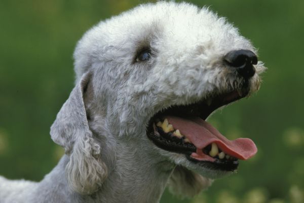 Bedlington Terrier dog breed Bow Wow Meow Pet Insurance