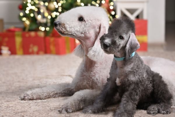 Bedlington Terrier dog breed Bow Wow Meow Pet Insurance