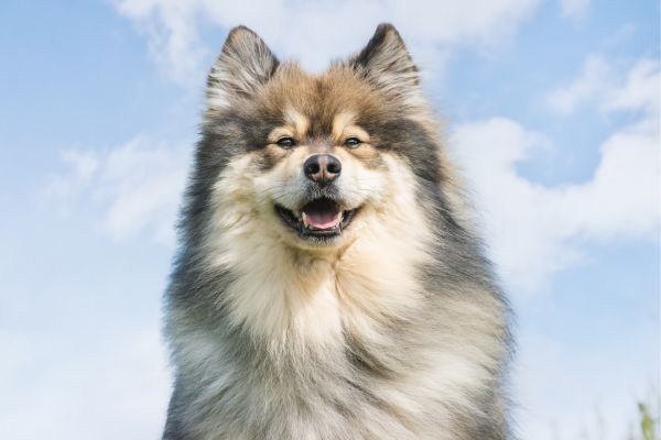 Finnish Lapphund Dog breed Bow Wow Meow Pet Insurance