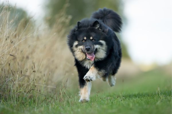 Finnish Lapphund Dog breed Bow Wow Meow Pet Insurance