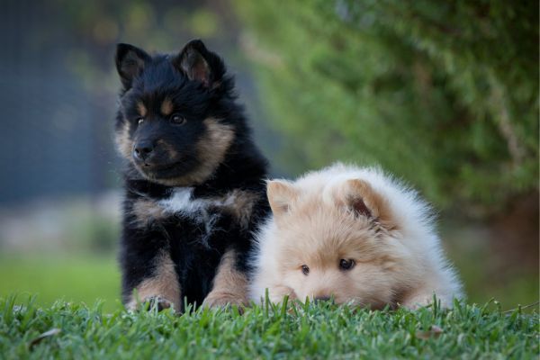 Finnish Lapphund Dog breed Bow Wow Meow Pet Insurance