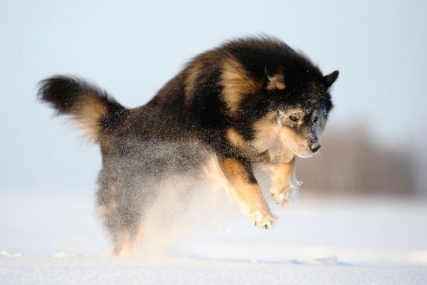 Finnish Lapphund Dog breed Bow Wow Meow Pet Insurance