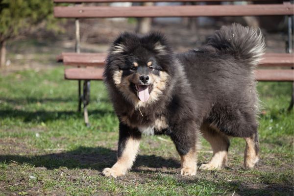 Finnish Lapphund Dog breed Bow Wow Meow Pet Insurance