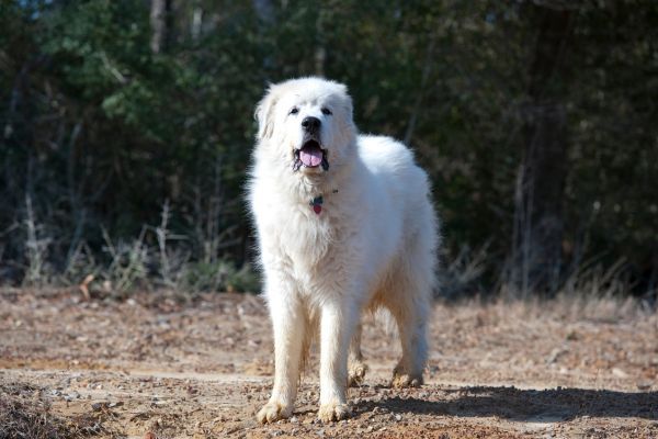 Great Pyrenees dog breed Bow Wow Meow Pet Insurance