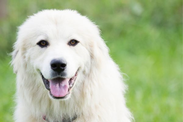 Great Pyrenees dog breed Bow Wow Meow Pet Insurance