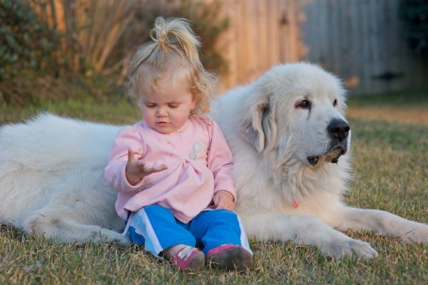 Great Pyrenees dog breed Bow Wow Meow Pet Insurance