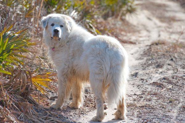 Great Pyrenees dog breed Bow Wow Meow Pet Insurance