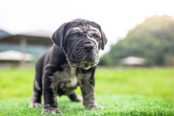 Neapolitan Mastiff dog breed Bow Wow Meow Pet Insurance