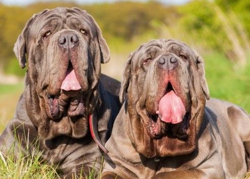 Neapolitan Mastiff dog breed Bow Wow Meow Pet Insurance