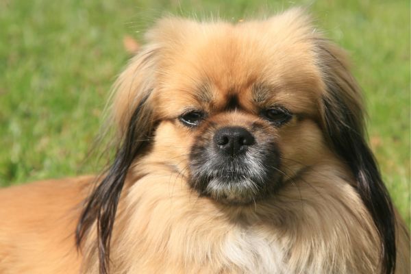 Tibetan Spaniel dog breed Bow Wow Meow Pet Insurance